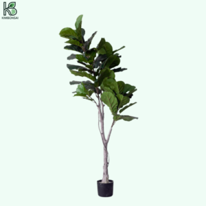 Cây Bàng Bonsai Trang Trí Đẹp Mắt