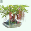 Cây Lộc Vừng Bonsai Thu Hút Tài Lộc