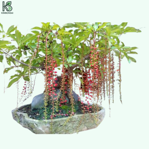 Cây Lộc Vừng Bonsai