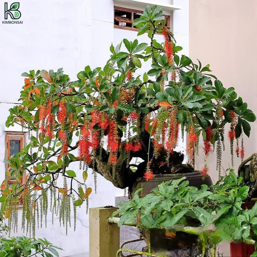 Cây Lộc Vừng Bonsai