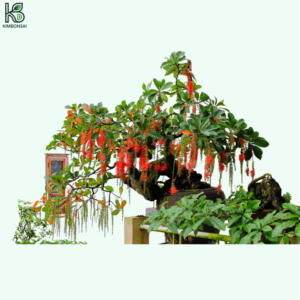 Cây Lộc Vừng Bonsai