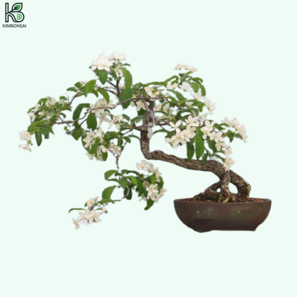 Cây Nguyệt Quế Bonsai