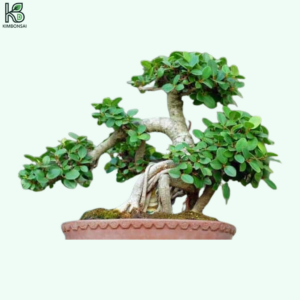 Cây Nguyệt Quế Bonsai