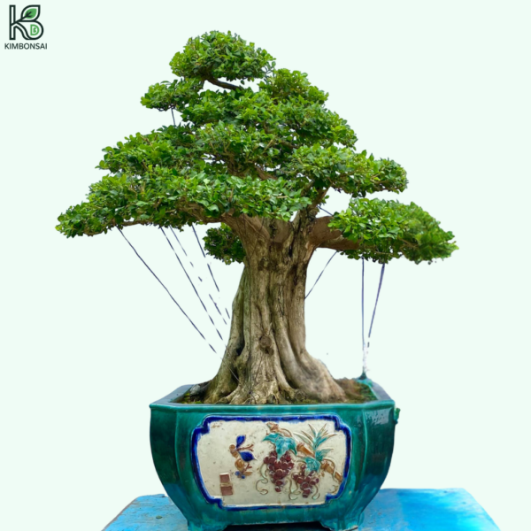 Cây Nguyệt Quế Bonsai