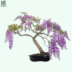 Cây Tử Đằng Bonsai