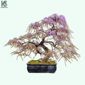 Cây Tử Đằng Bonsai Hiện Đại