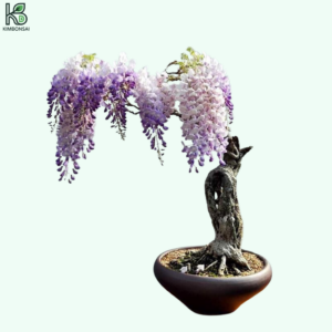 Cây Tử Đằng Bonsai