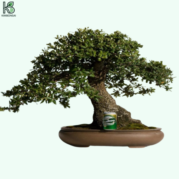 Cây Sồi Bonsai