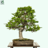 Cây Sồi Bonsai Hiện Đại