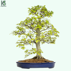 Cây Sồi Bonsai