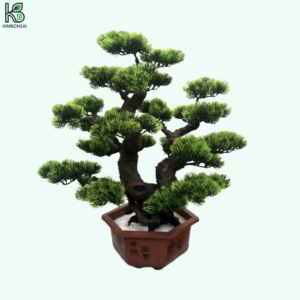 Cây Tùng Bonsai Đẹp