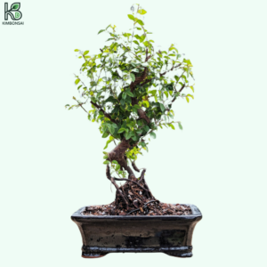 Cây Mận Bonsai