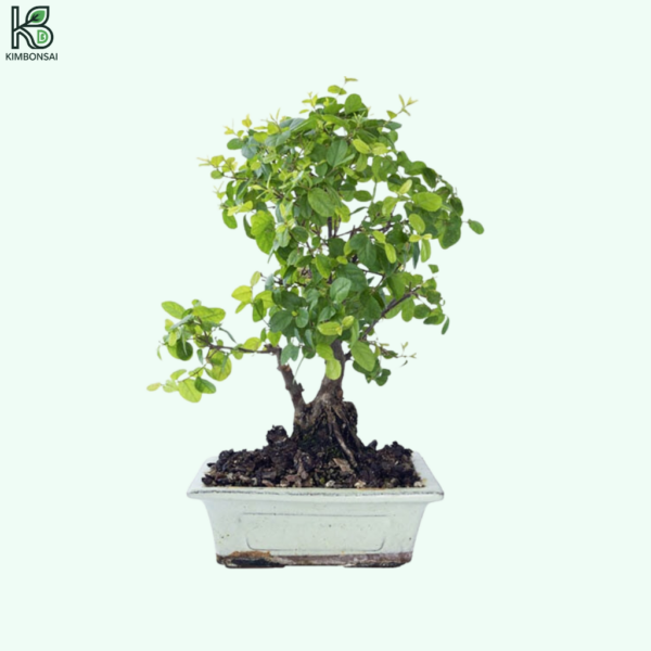 Cây Mận Bonsai