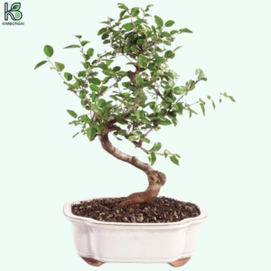 Cây Mận Bonsai