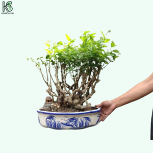 Cây Nhài Bonsai