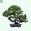 Cây Thông Bonsai Đẹp