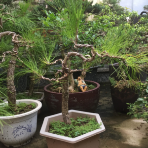 Cây Thông Bonsai