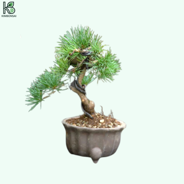 Cây Thông Bonsai