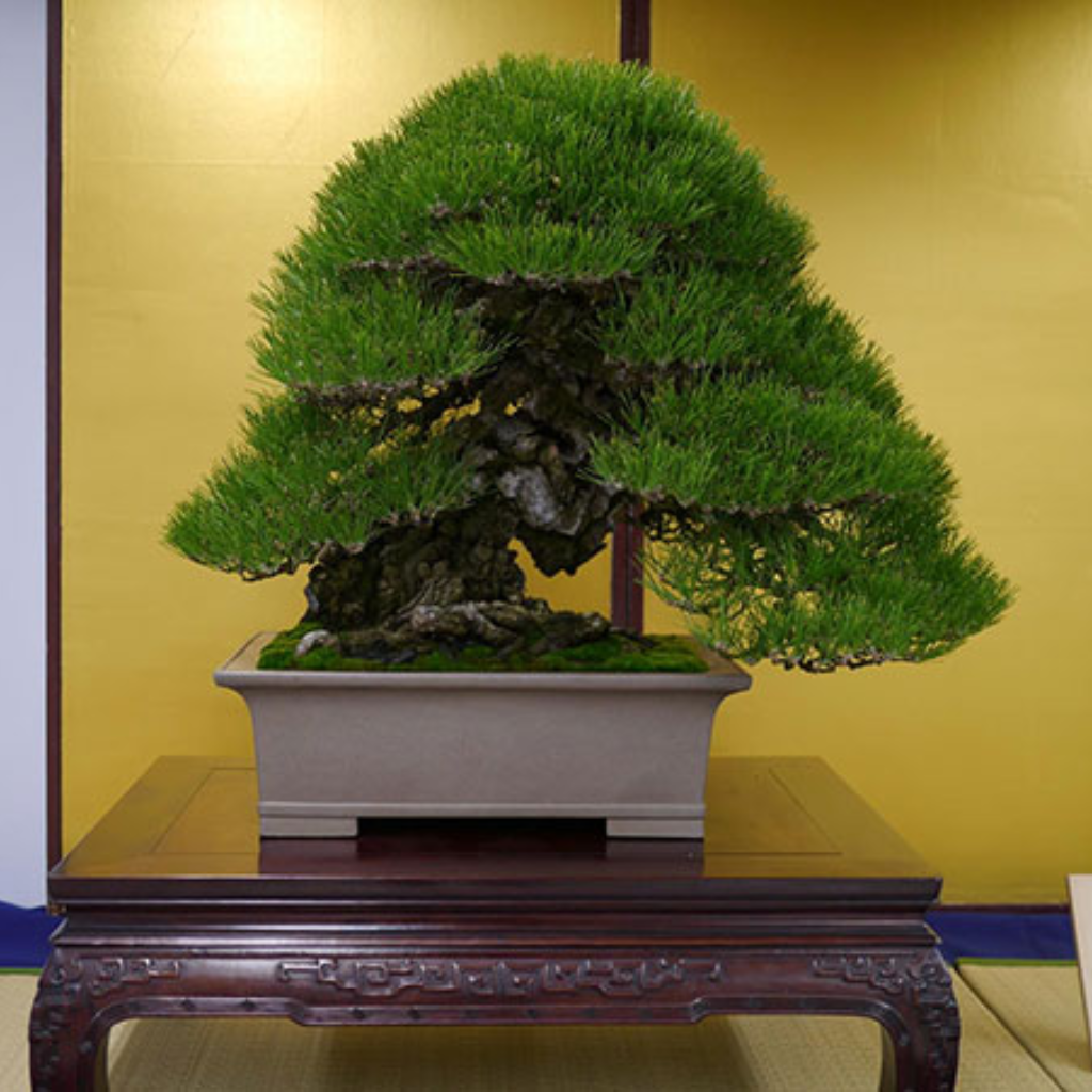 Cây Thông Bonsai