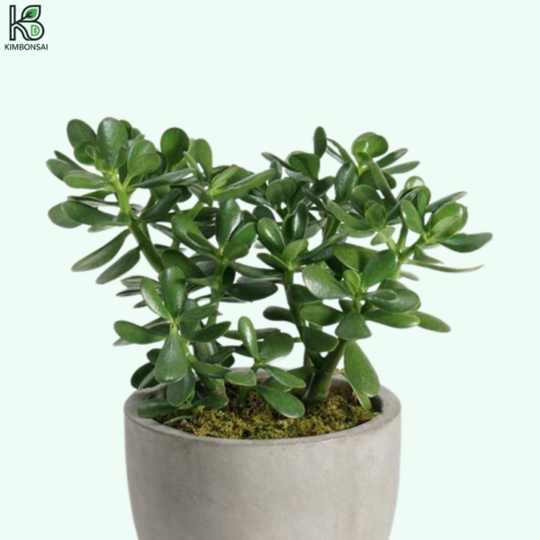 Cây Ngọc Bích Bonsai