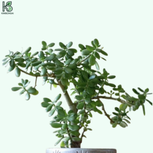 Cây Ngọc Bích Bonsai