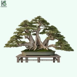 Cây Đa Bonsai