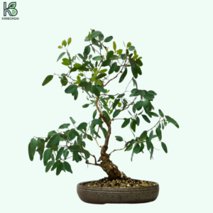 Cây Bạch Đàn Bonsai Thác Nước