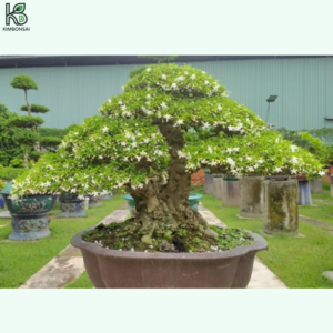 Cây Bạch Đàn Bonsai