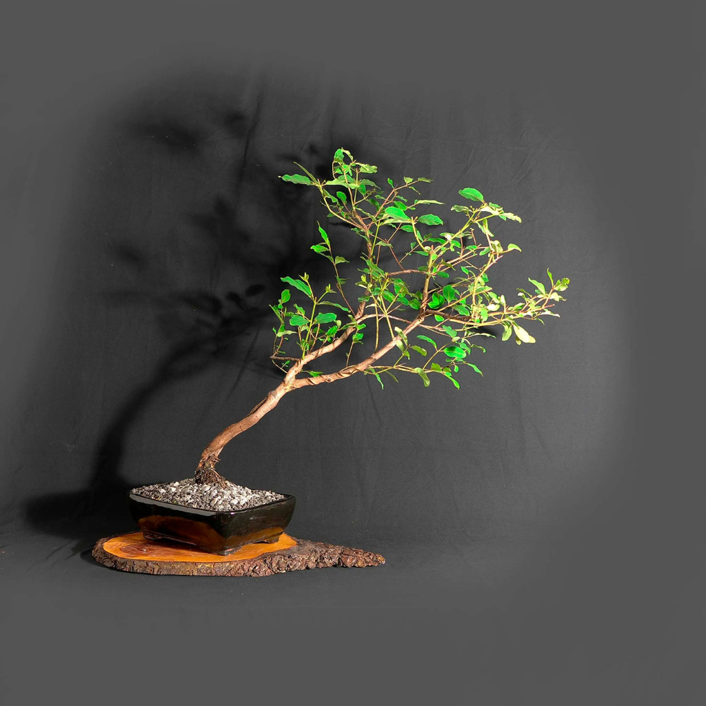 Cây Bạch Đàn Bonsai