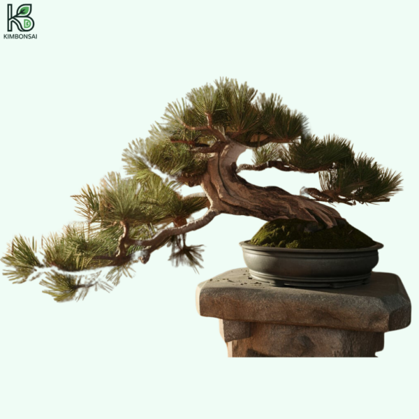 Cây Tùng Bonsai