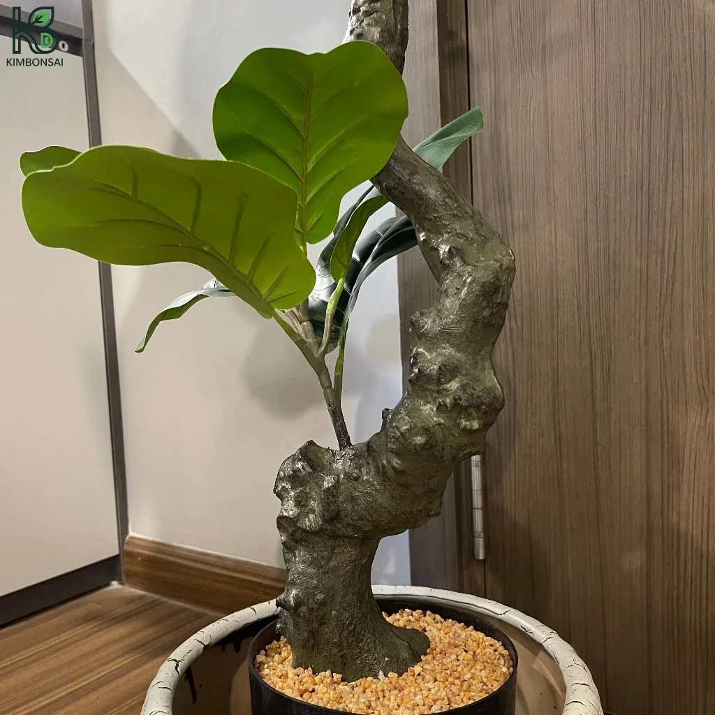 Cây Bàng Bonsai