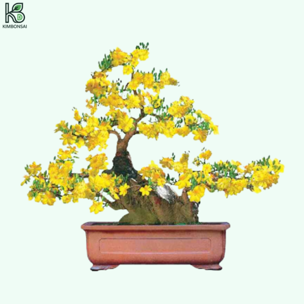 Cây Mai Bonsai