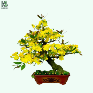 Cây Mai Bonsai Đẹp