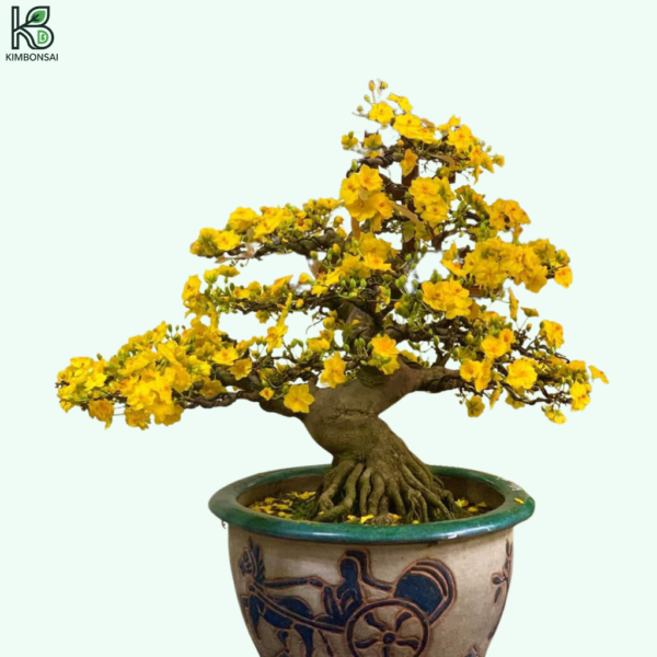 Cây Mai Bonsai